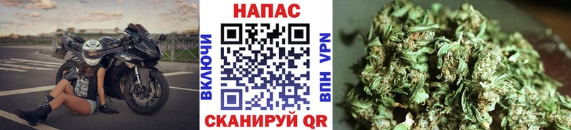Бошки марихуана Amnesia  Сясьстрой 